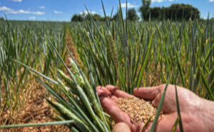 ¿Qué comen los cerdos de los que provienen los Jamones y Paletas DOP Teruel?